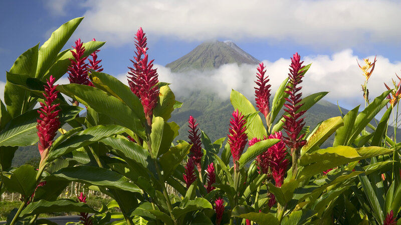 Red Flowers with Volcano