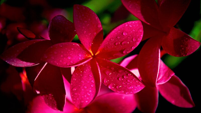 Red flowers with water droplets