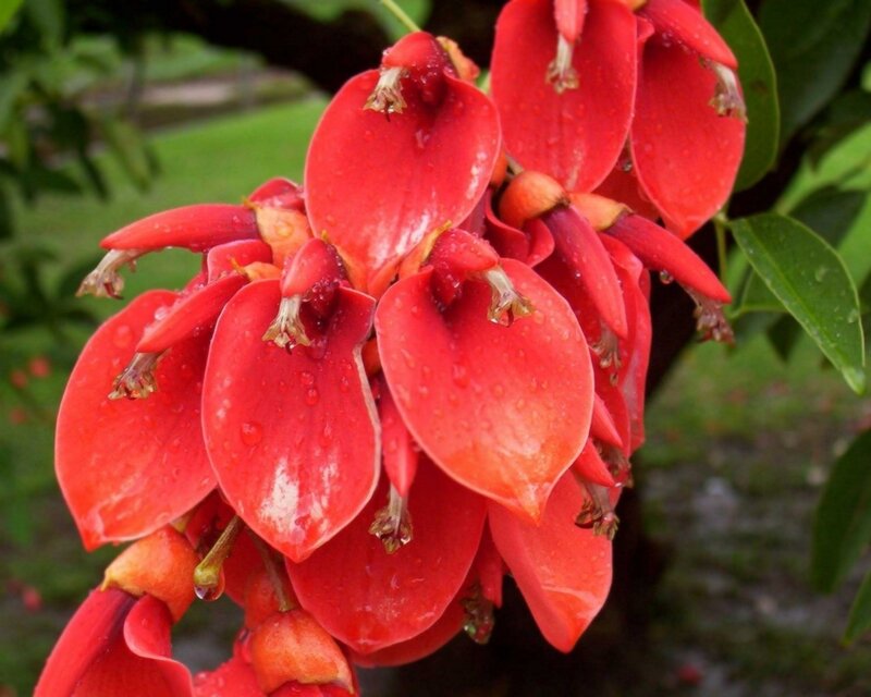 Red flowers with water droplets