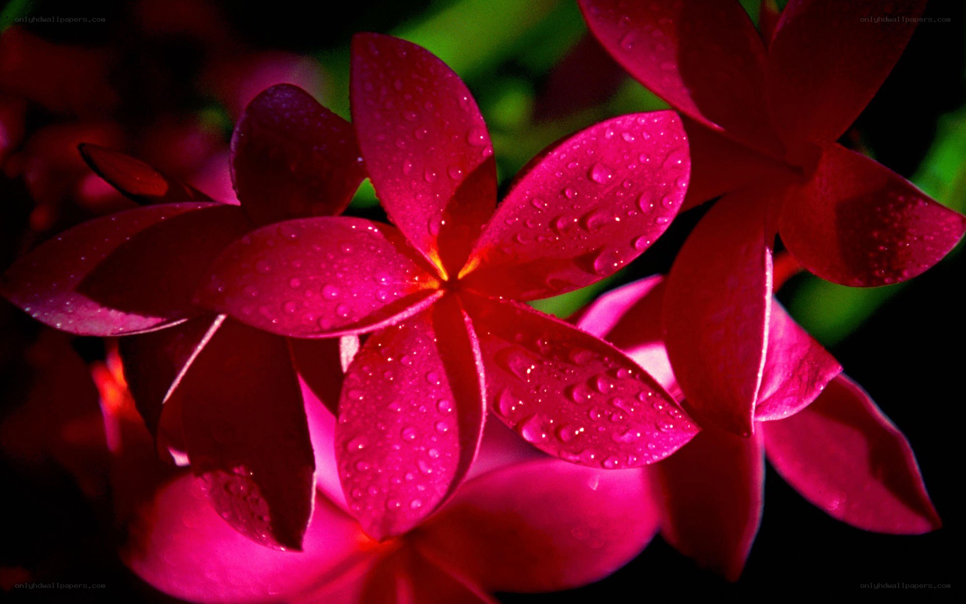 Red flowers with water droplets
