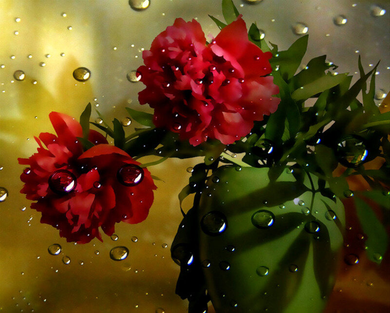 Red flowers with water droplets