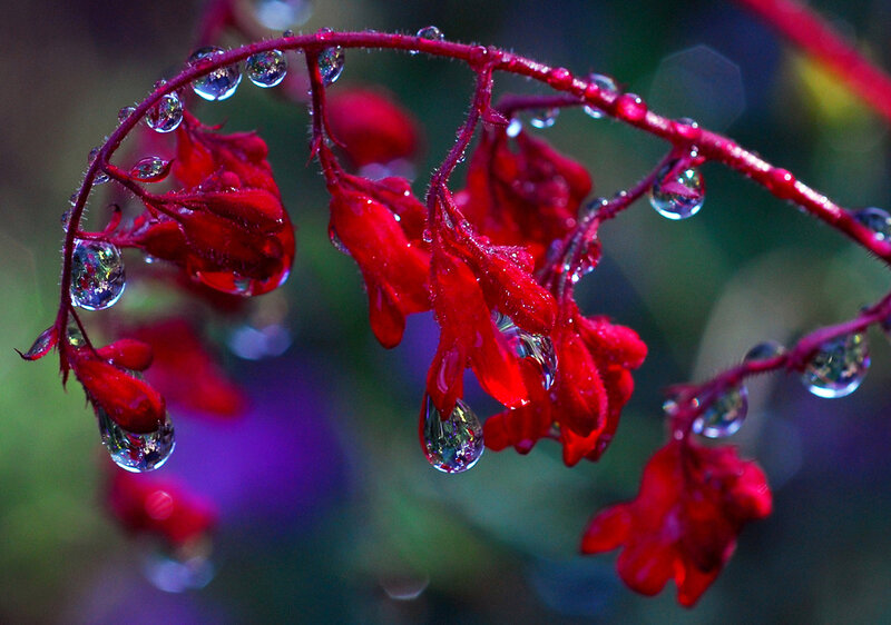 Red Flowers with Water Droplets — Dramatic