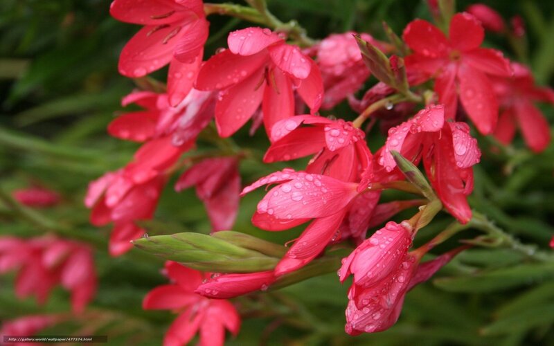 Red Flowers with Water Droplets — Fresh