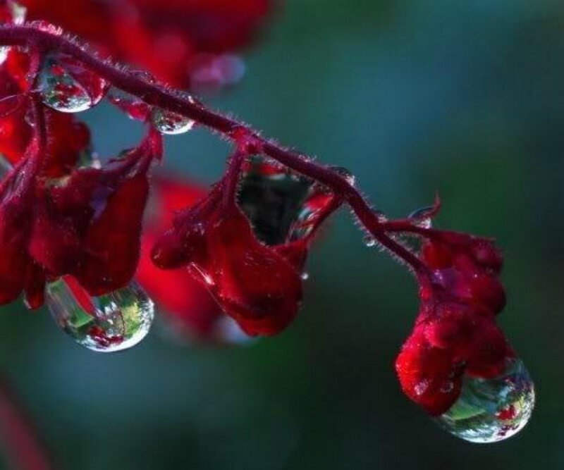 Red Flowers with Water Droplets — Serene, Morning