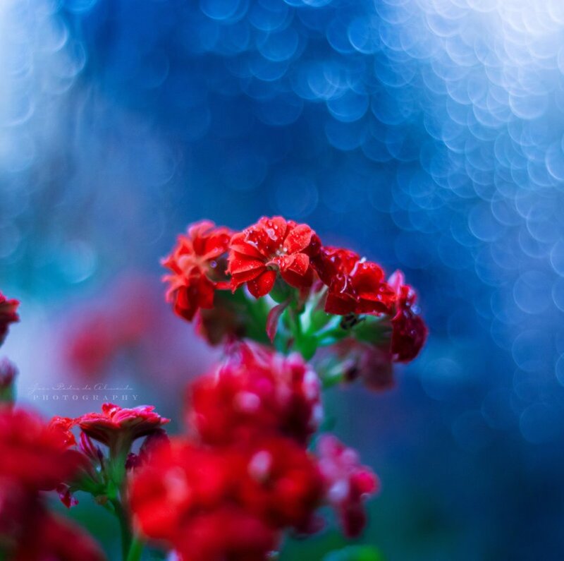 Red Flowers with Water Droplets — Serene