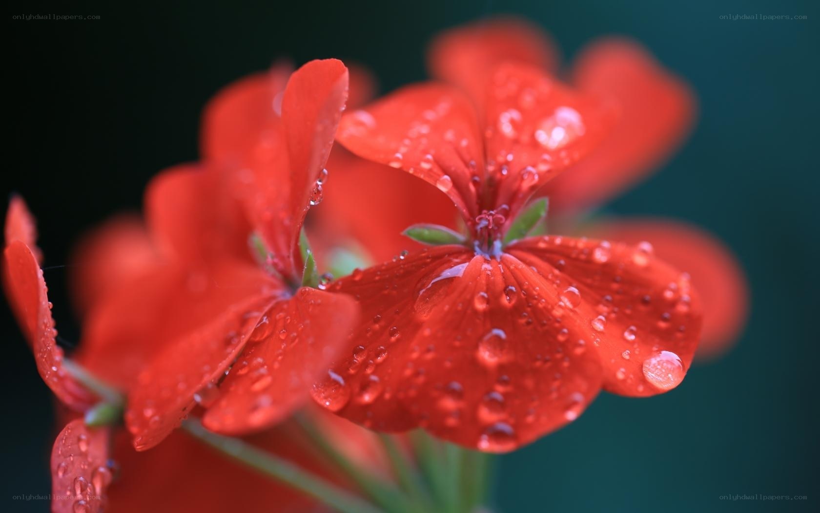 Red flowers with water droplets