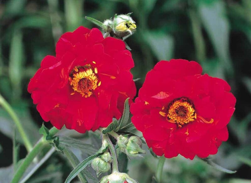 Red Flowers with Yellow Centers — Natural