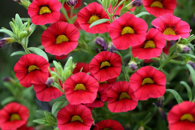 Red Flowers with Yellow Centers