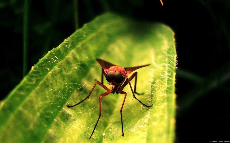 Red Fly on Green Leaf
