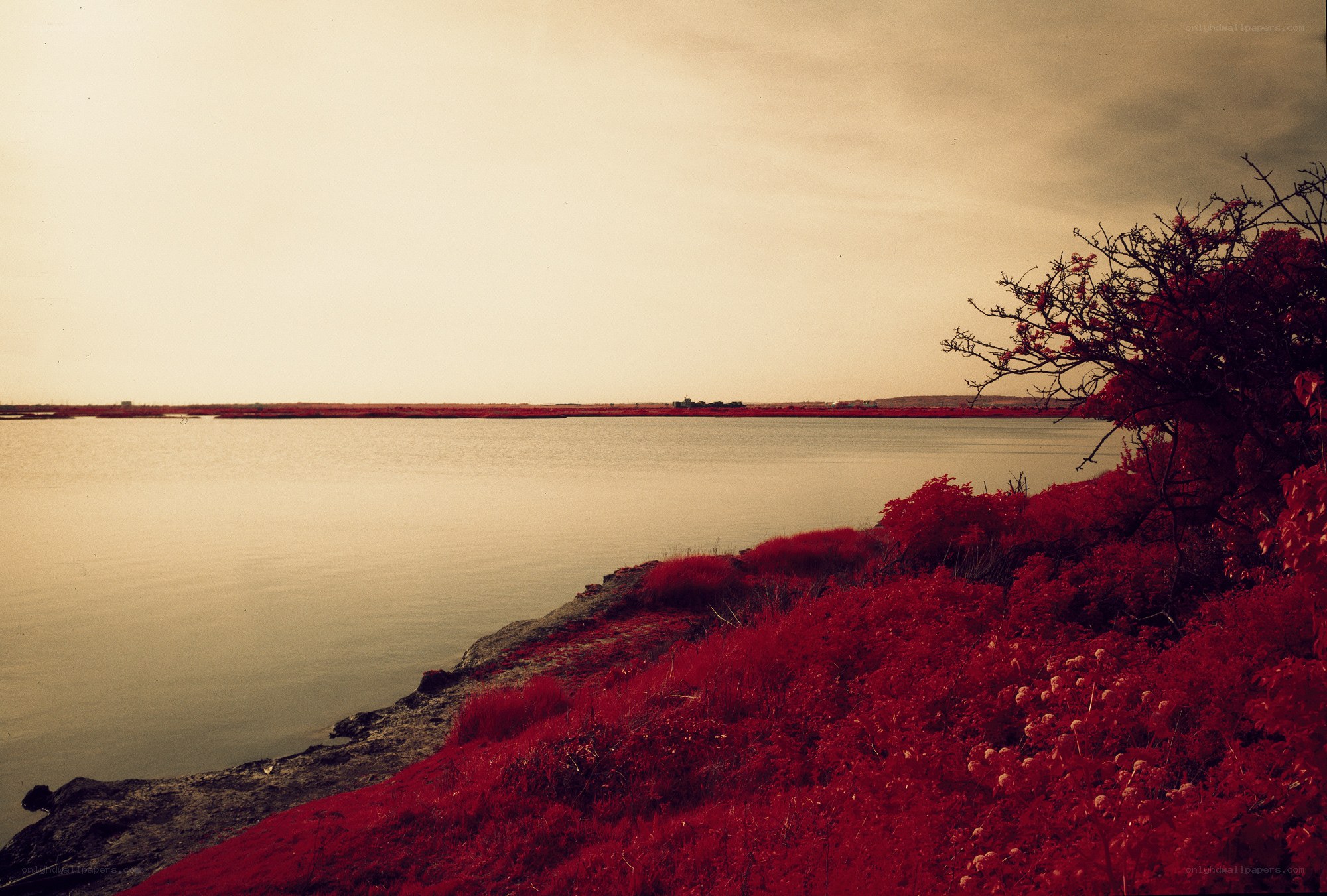 Red foliage by the water