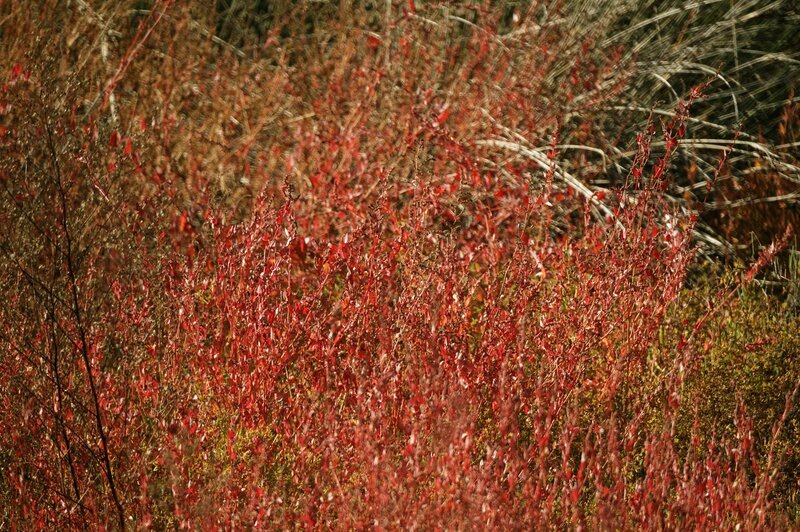 Red foliage in autumn