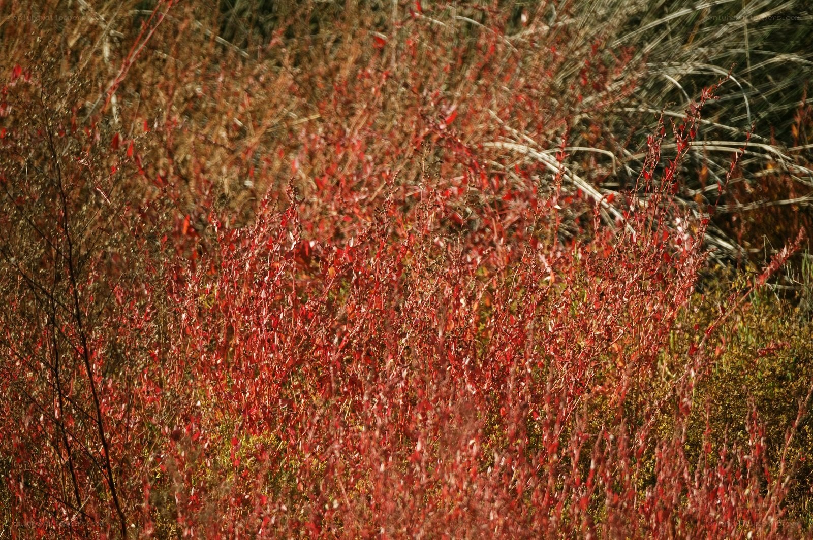 Red foliage in autumn