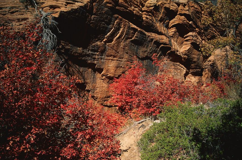 Red foliage in canyon landscape