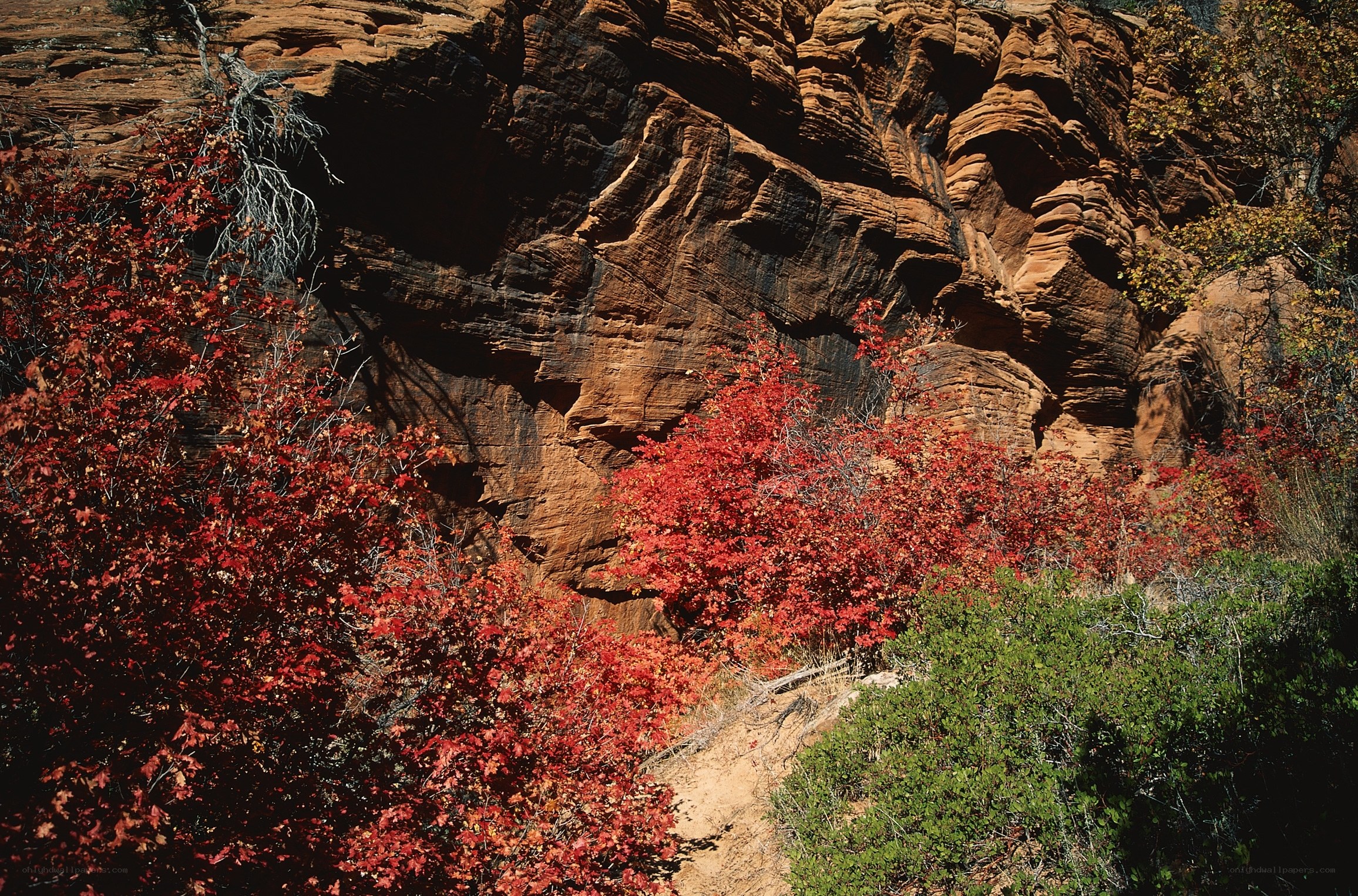 Red foliage in canyon landscape