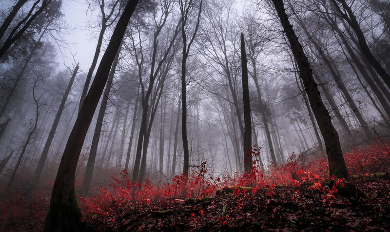 Red Foliage in Misty Forest