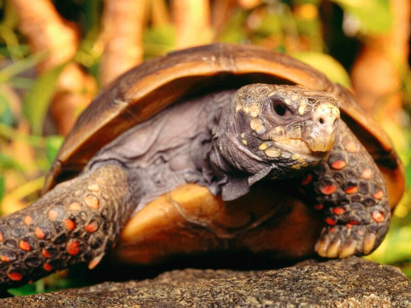 Red-footed Tortoise