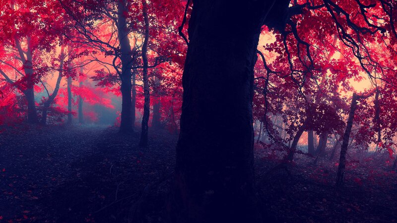 Red forest at dawn