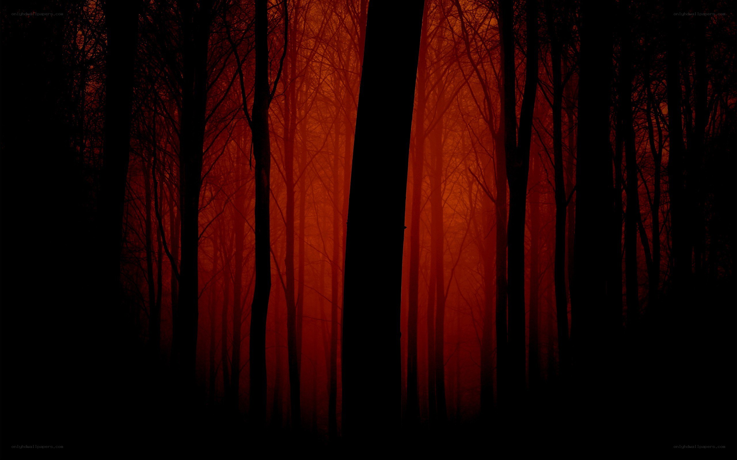 Red forest at dusk