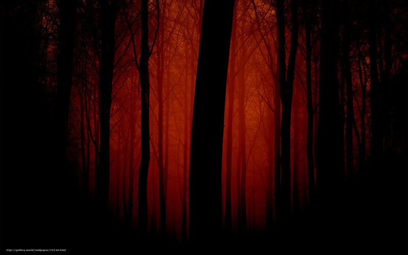 Red forest at dusk