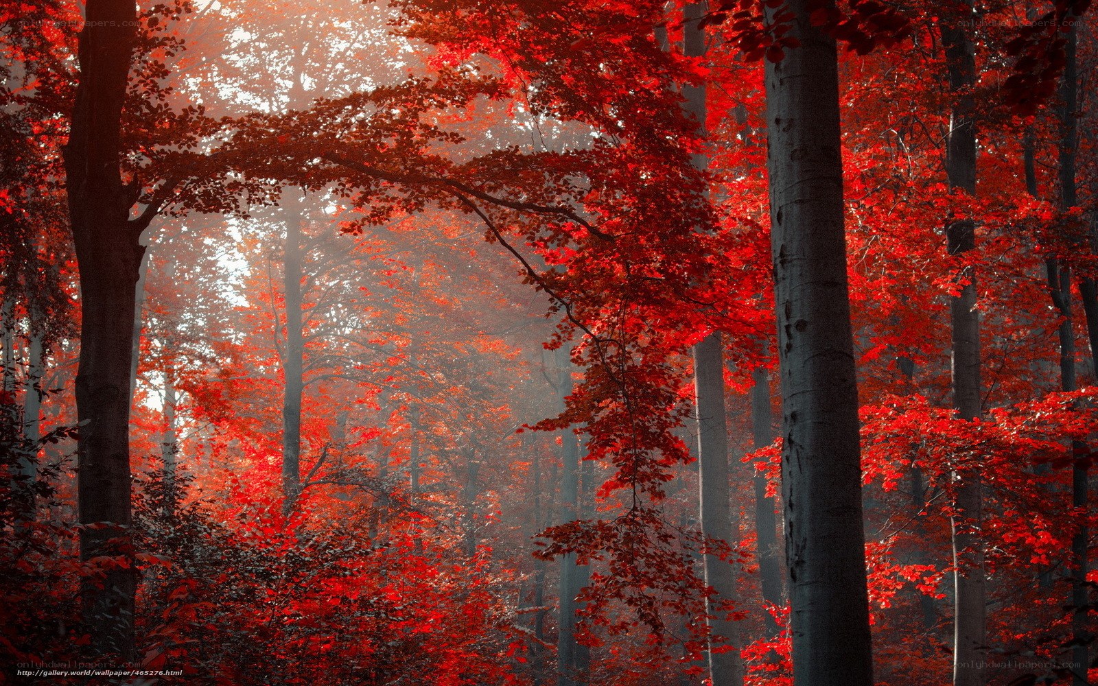 Red forest in autumn mist