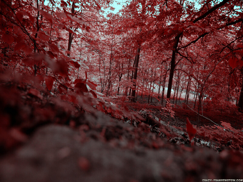 Red forest in infrared