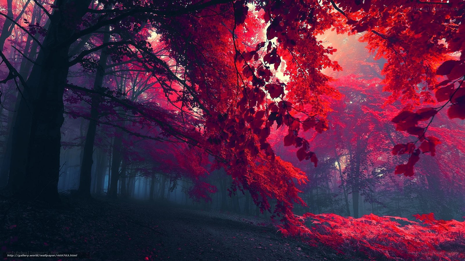 Red forest in mist