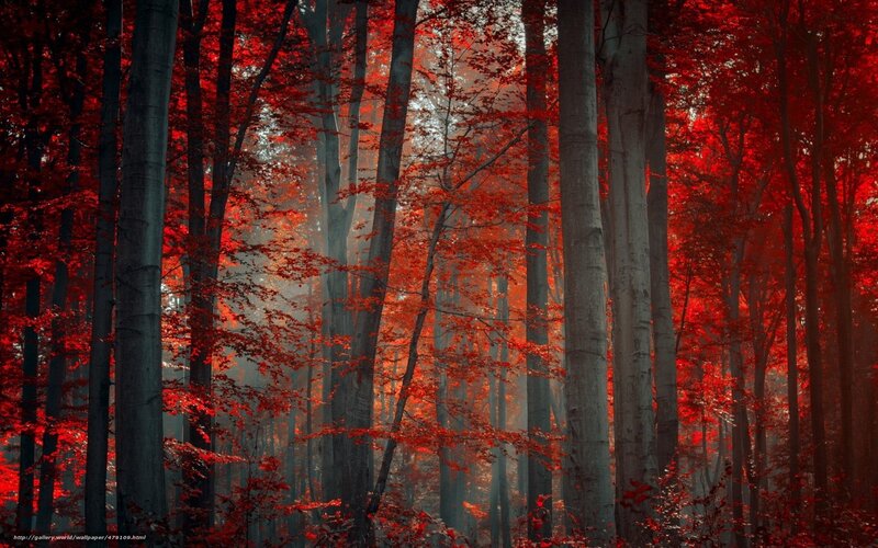 Red Forest in Mist