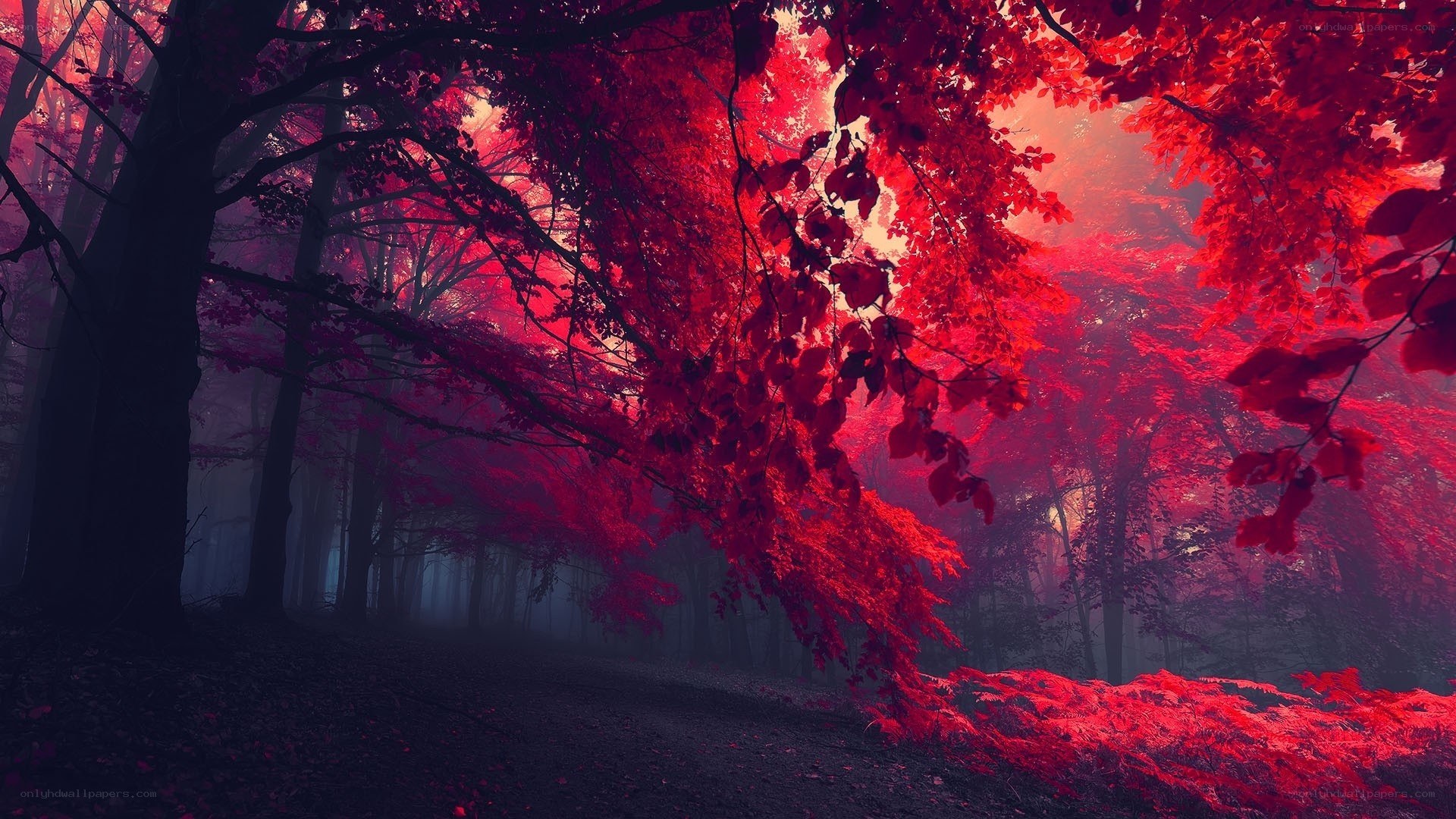 Red forest in mist