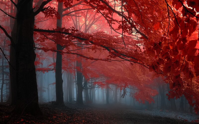 Red forest in mist