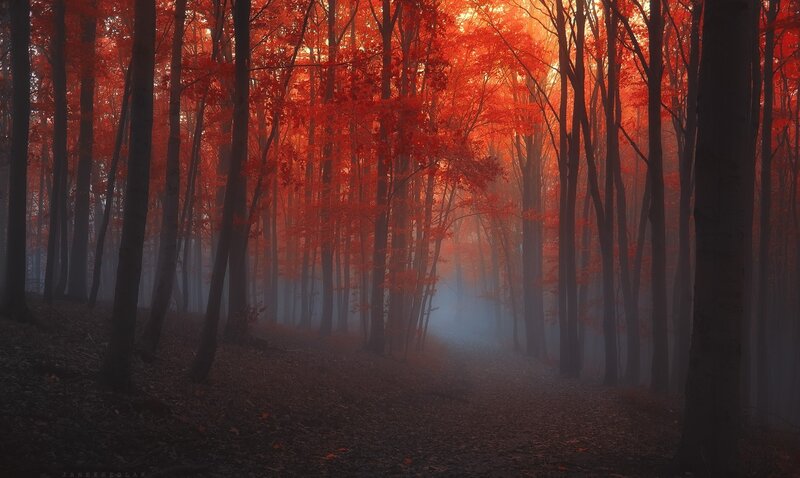 Red forest in morning mist