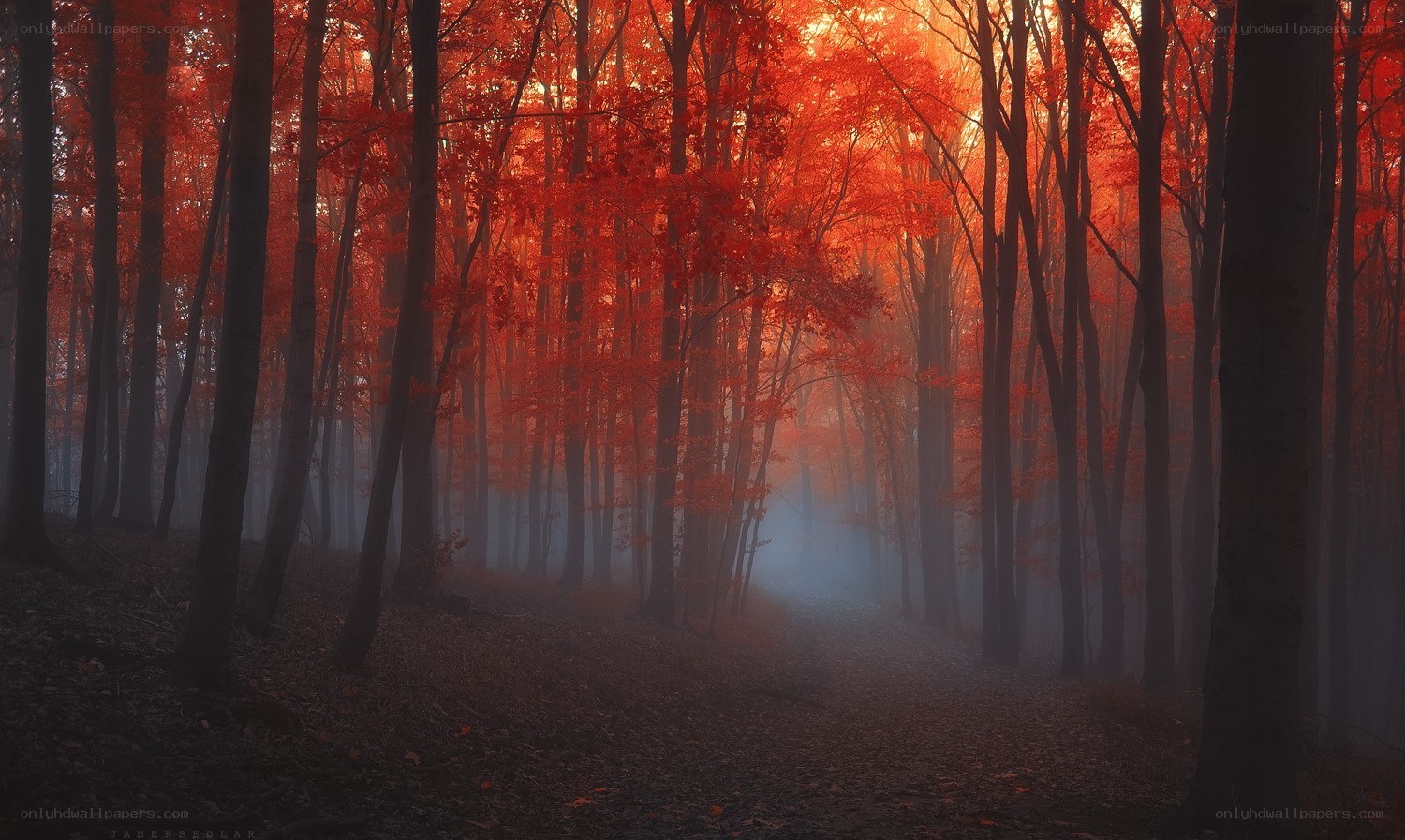 Red forest in morning mist