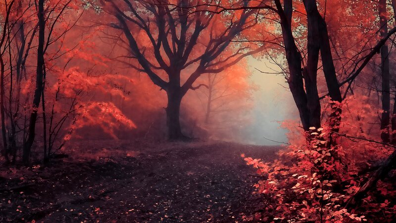 Red forest path in mist