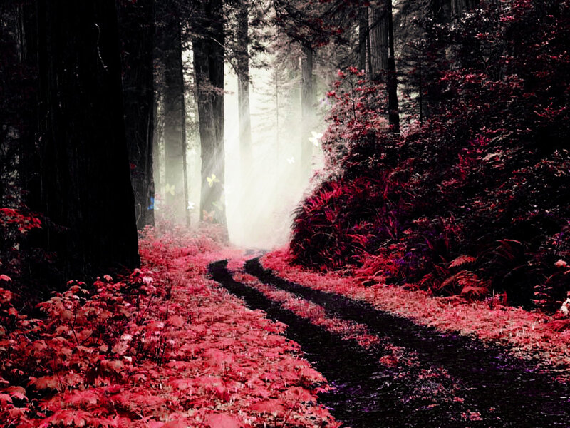 Red forest path with sunlight