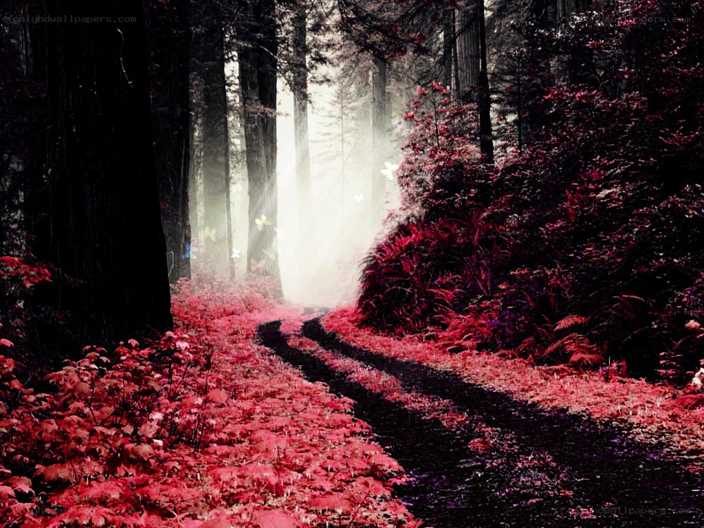 Red forest path with sunlight