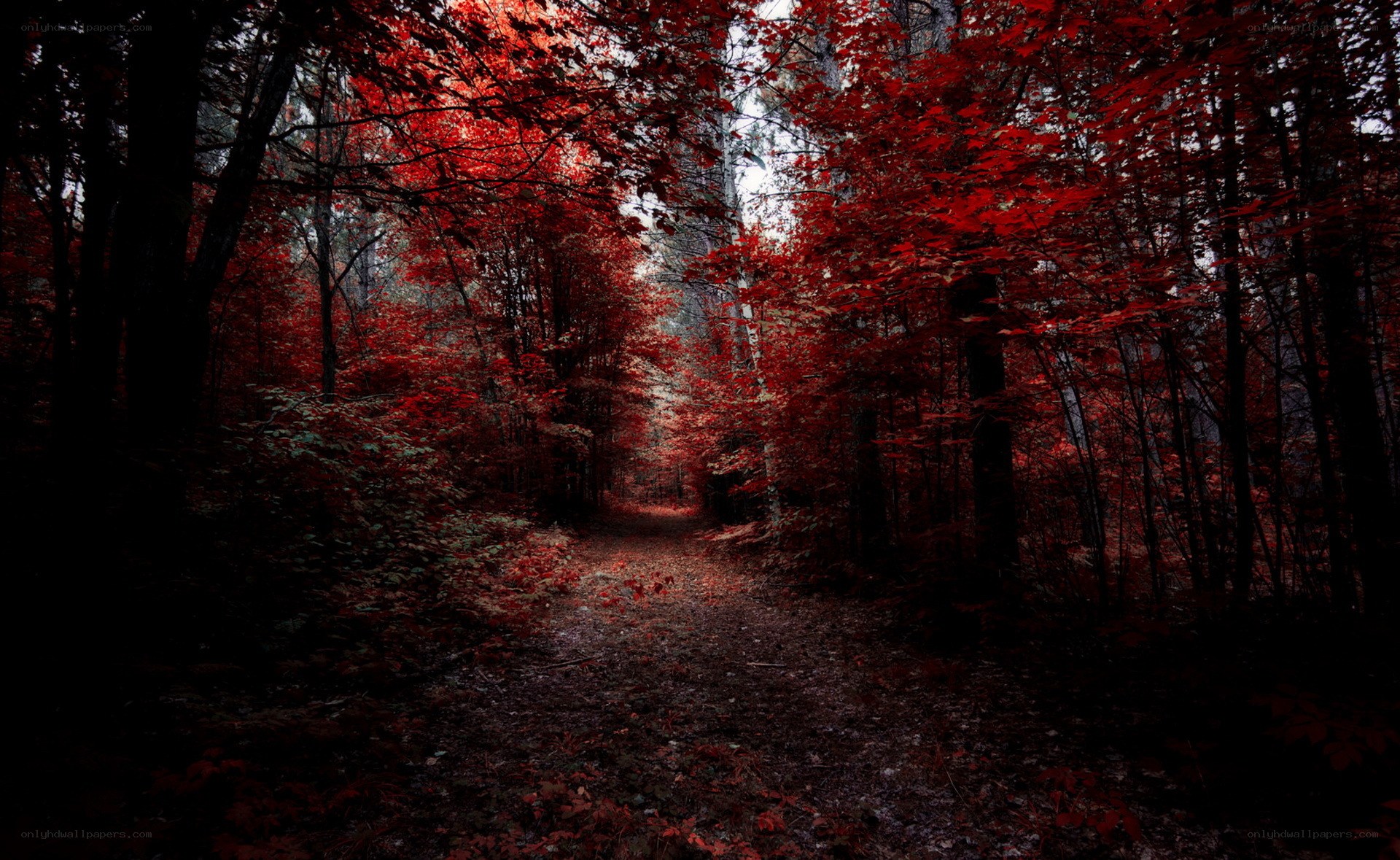 Red forest path