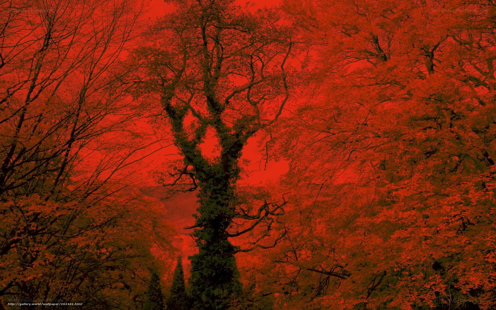 Red forest trees
