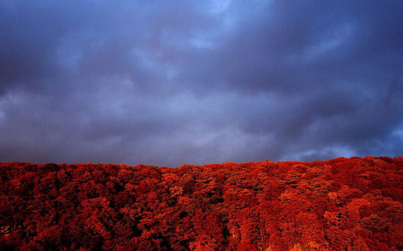 Red Forest Under Stormy Sky