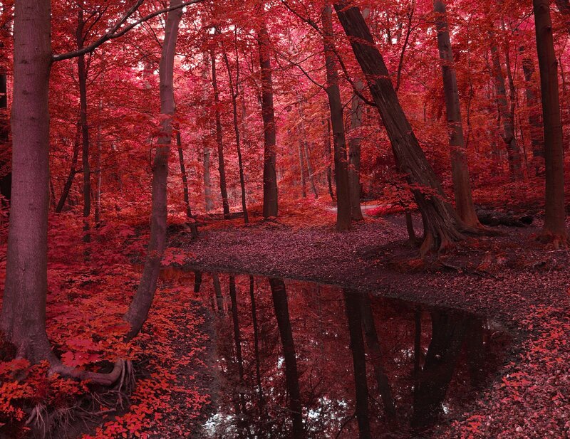 Red forest with pond reflection