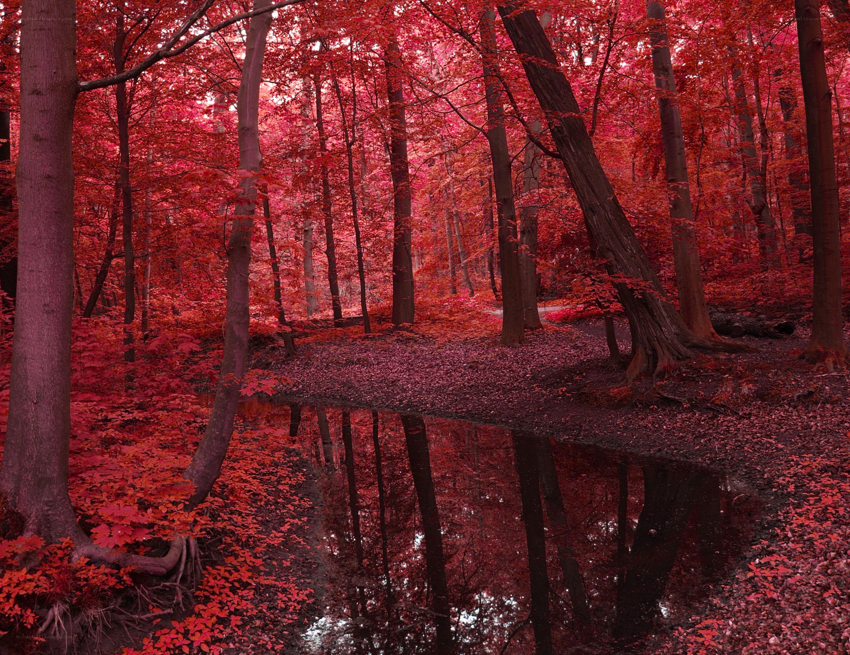 Red forest with pond reflection