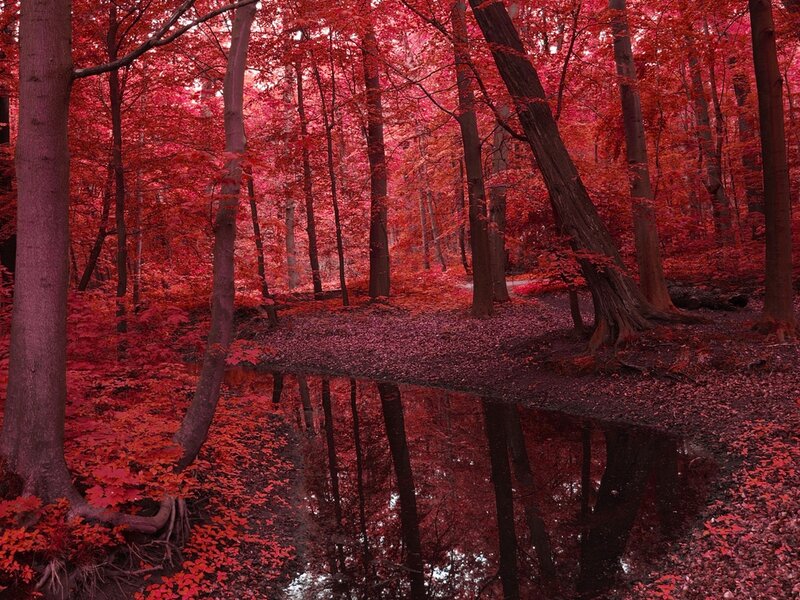 Red Forest with Pond — Serene, Autumn, Photograph