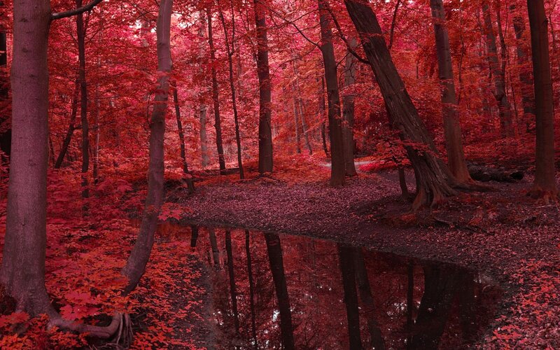 Red Forest with Pond — Serene, Autumn