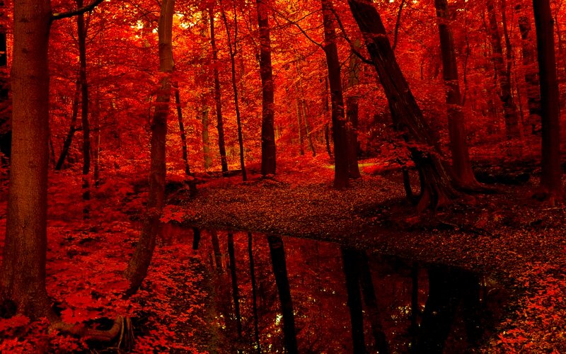 Red Forest with Pond