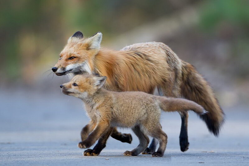 Red Fox and Kit