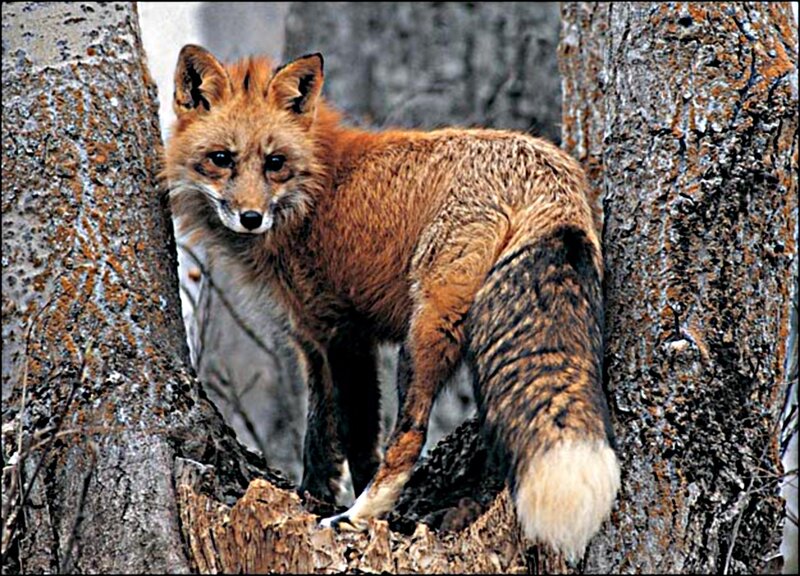 Red Fox Between Trees