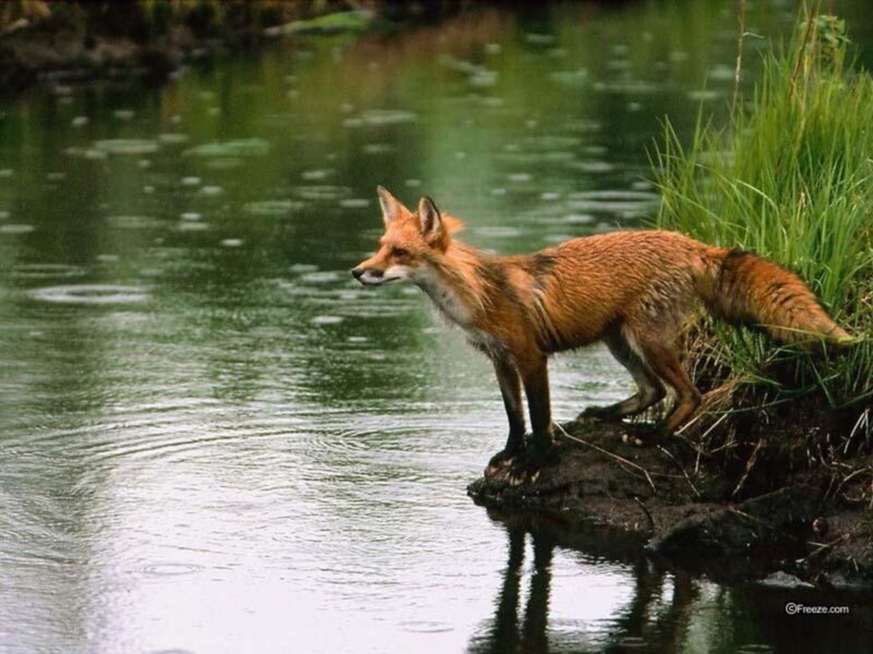 Red Fox by River