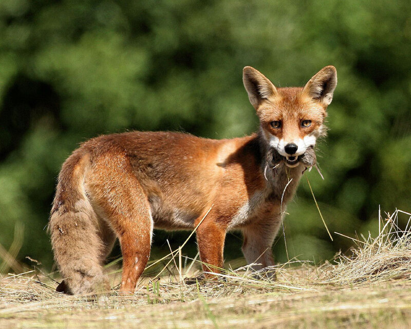 Red fox carrying nesting material
