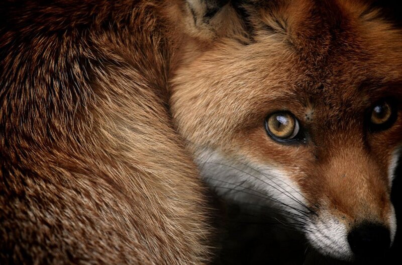 Red Fox Close-up — Brown