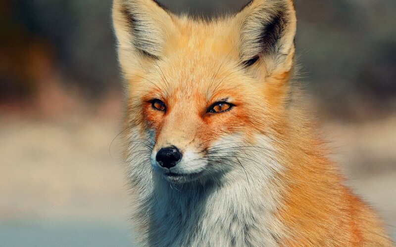 Red Fox Close-up — Orange, Alert, Photograph