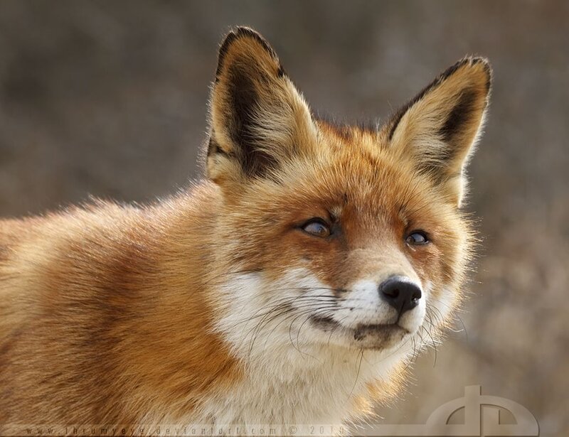 Red Fox Close-up — Orange, Alert