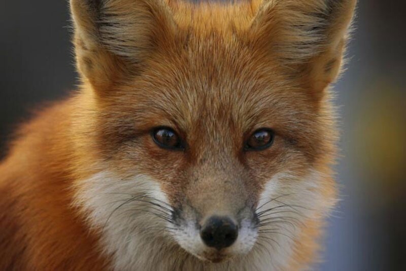 Red Fox Close-up